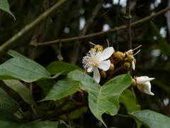 Bixaceae