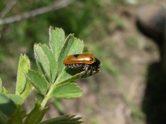Clytra quadripunctata