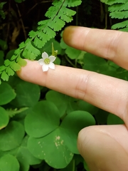 Oxalis trilliifolia