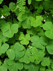 Oxalis trilliifolia