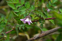 Rubus pungens oldhamii