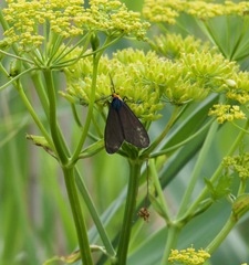 Ctenucha virginica