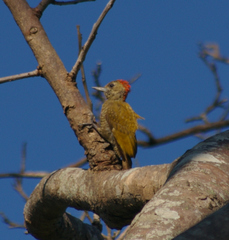 Dryobates passerinus