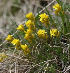 Draba aizoides