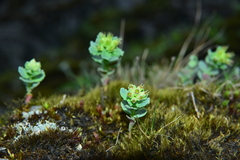 Phedimus subcapitatum