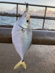 Chloroscombrus chrysurus