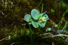 Phedimus subcapitatum