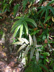 Adiantum pyramidale