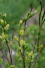 Salix glabra