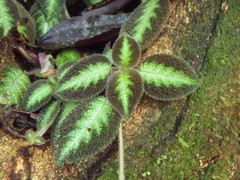 Episcia lilacina