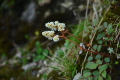 Astilbe macroflora