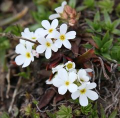 Androsace obtusifolia