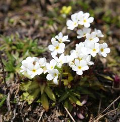 Androsace obtusifolia