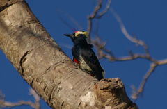 Melanerpes cruentatus
