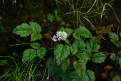 Astilbe macroflora