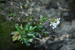 Arabis serrata