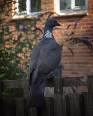 Columba palumbus