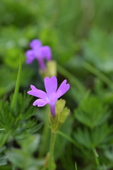 Primula daonensis