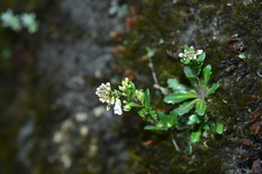 Arabis serrata