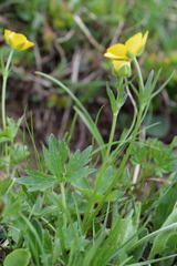 Ranunculus villarsii