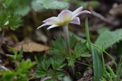 Anemonoides baldensis