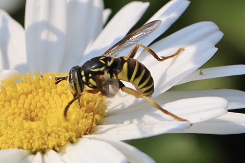 Interrupted Hornet Fly photo 5
