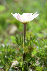 Anemonoides baldensis