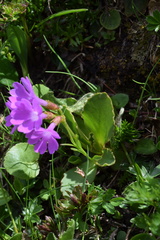 Primula daonensis