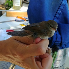 Luscinia megarhynchos