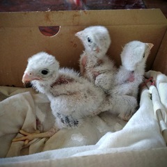 Falconiformes
