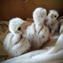Falconiformes