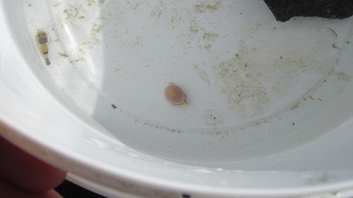 Philocheras fasciatus