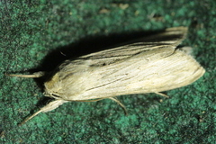 Cucullia umbratica