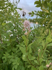 Spiraea alba latifolia