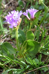 Primula daonensis