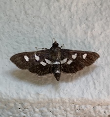 Desmia subdivisalis