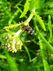 Epeoloides coecutiens