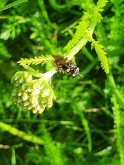 Epeoloides coecutiens