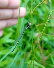 Aciagrion occidentale