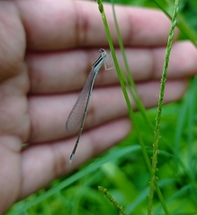 Aciagrion occidentale
