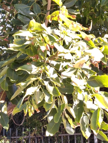 Ekebergia capensis