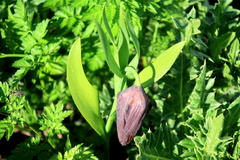 Fritillaria latifolia
