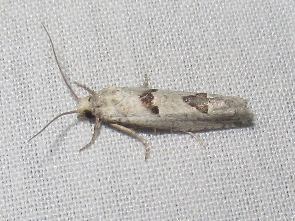 Pelochrista parapulveratana