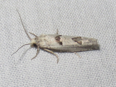 Pelochrista parapulveratana