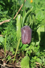 Fritillaria latifolia
