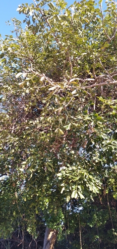 Ekebergia capensis