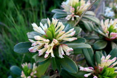 Daphne glomerata