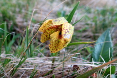 Fritillaria collina