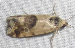 Ponometia nannodes