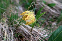 Fritillaria collina